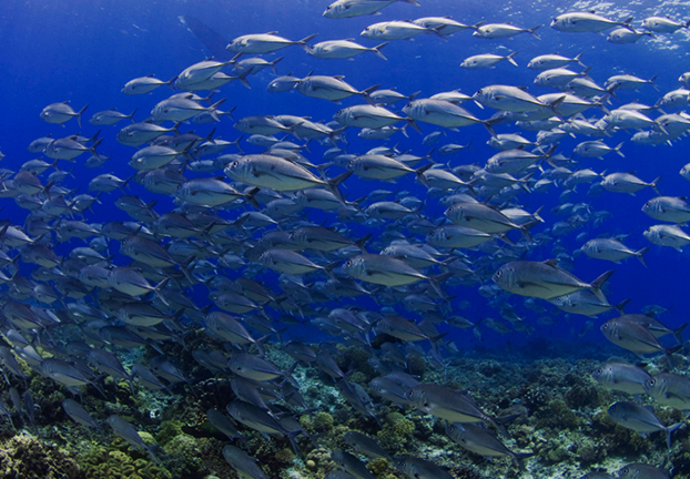 The waters of the Philippines are some of the most productive in the Coral Triangle. Shown is a large school of trevally in Cagayancillo, which also covers the famed atolls of Tubbataha in Palawan. (Toppx2 / WWF)